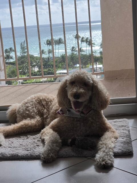 image Prince George18