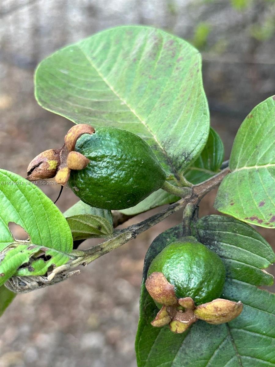 20825 SW 242nd St Homestead, FL 33031