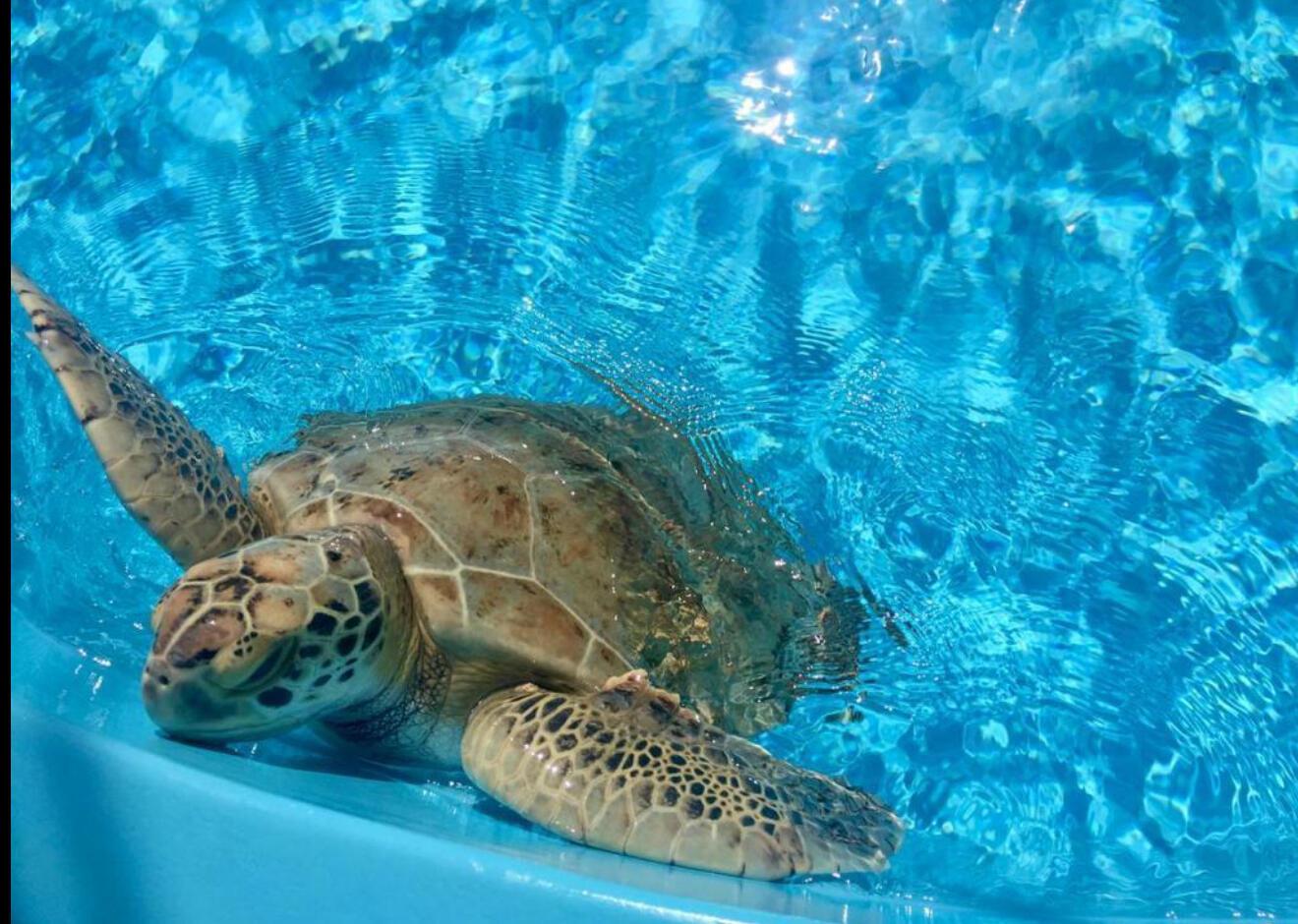 1909 19th Ct #33a Jupiter, FL 33477