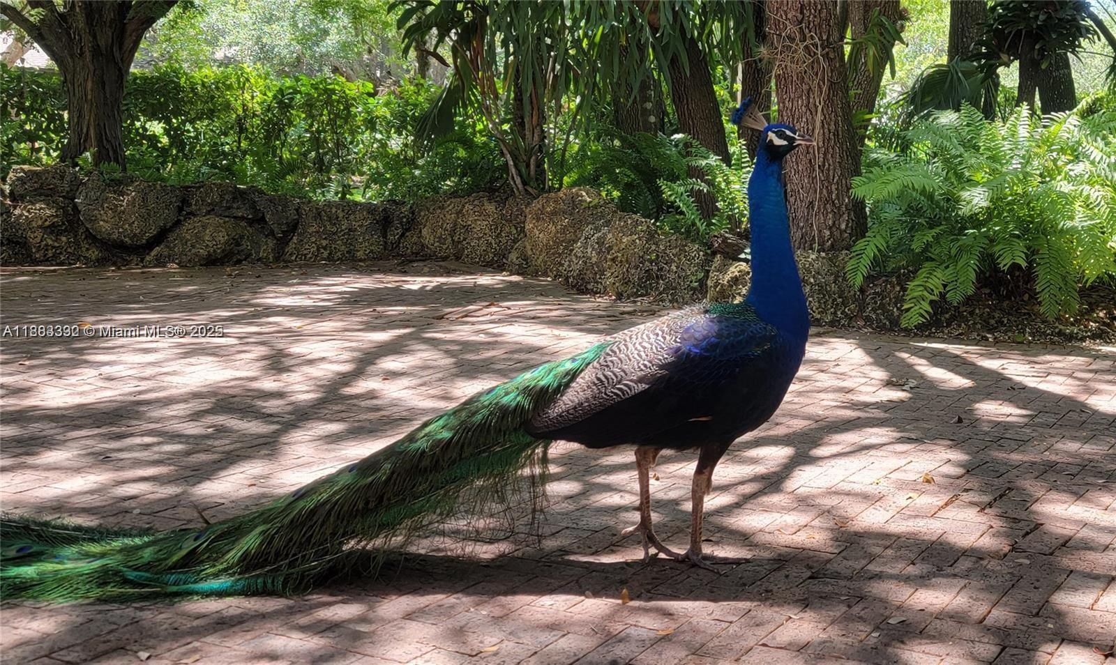 8120 SW 182nd St Palmetto Bay, FL 33157