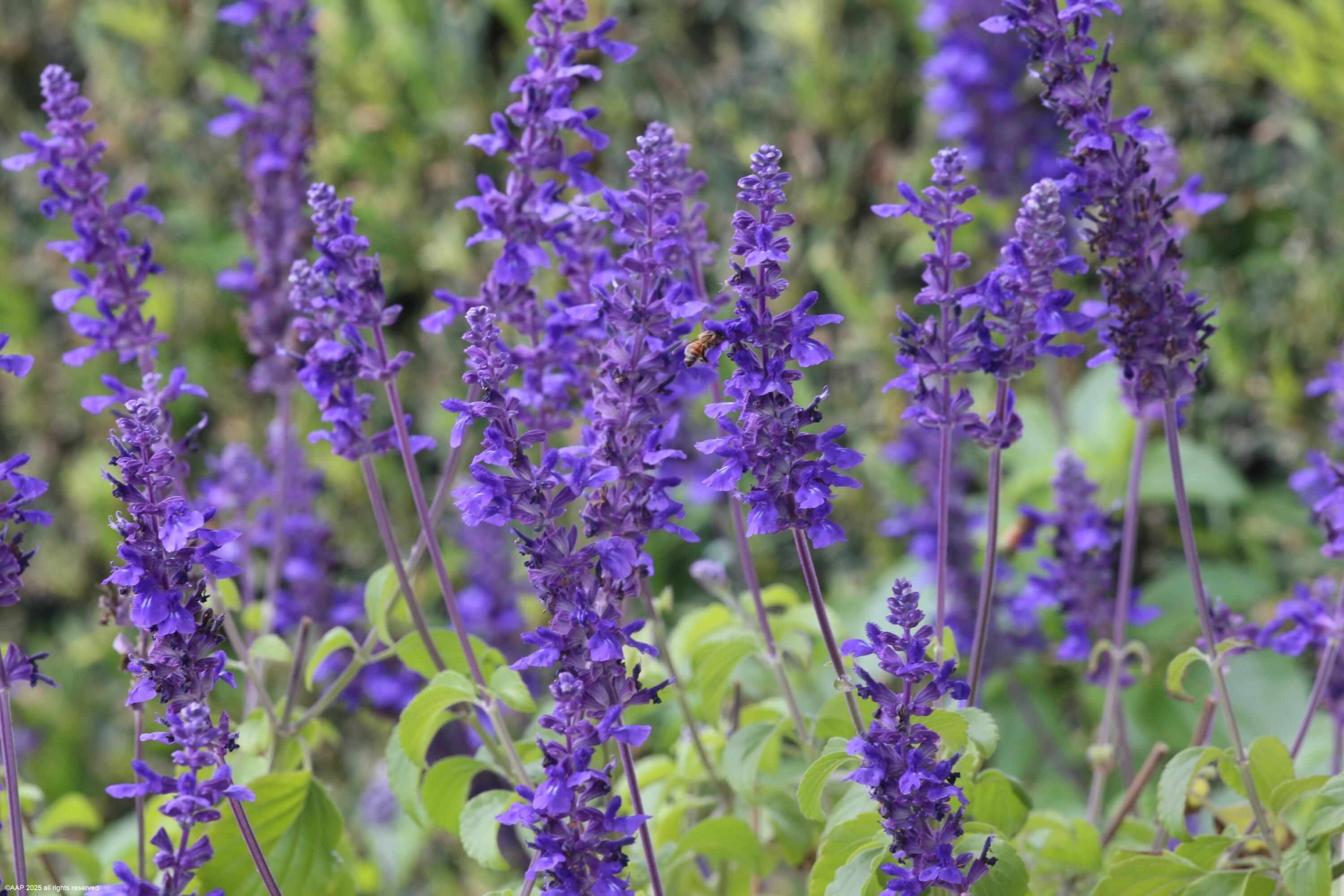 2990 SW Twin Oaks Wellington, FL 33414