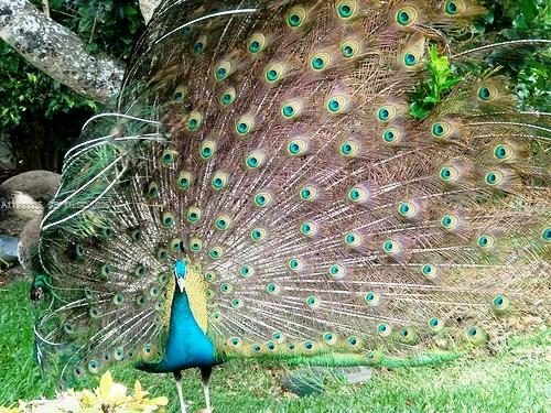 2245 Fisher Is Dr #3405 Miami Beach, FL 33109