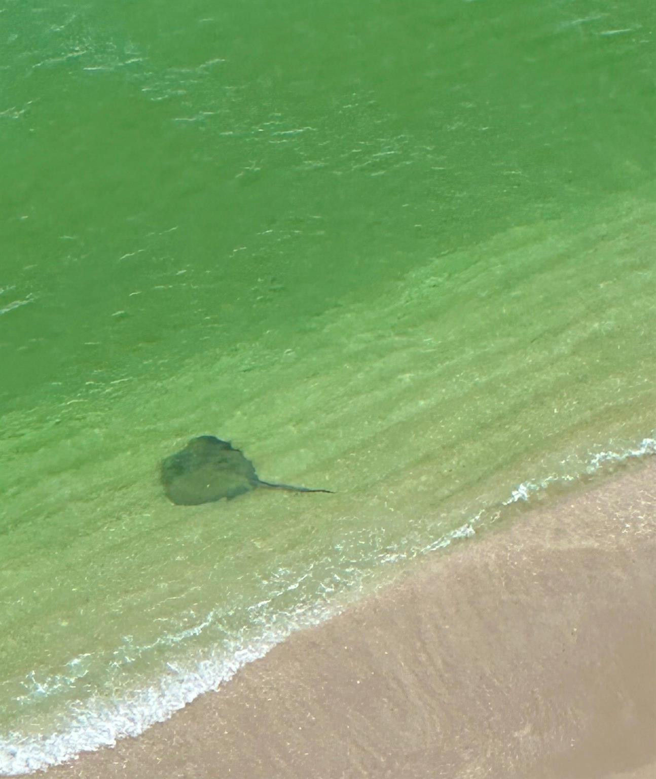 4280 Galt Ocean #29C Fort Lauderdale, FL 33308