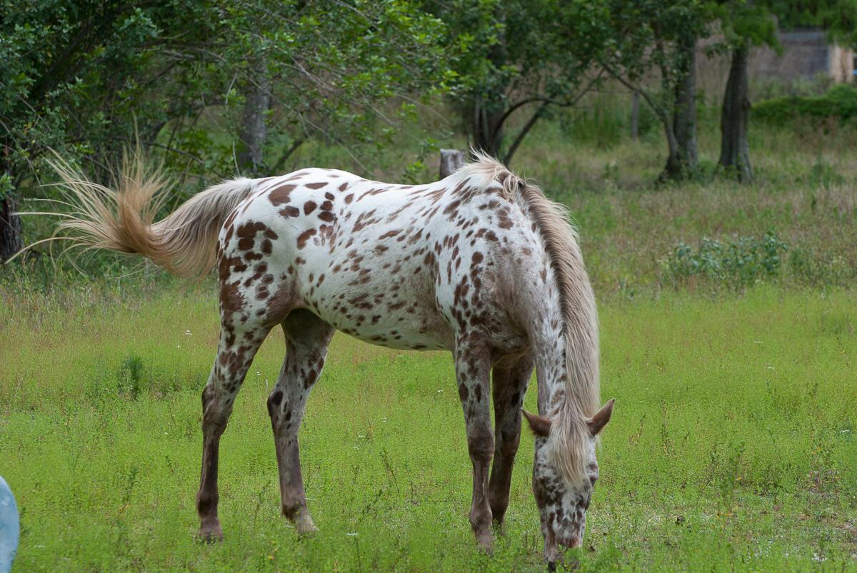 16324 Haynie Ln Jupiter, FL 33478