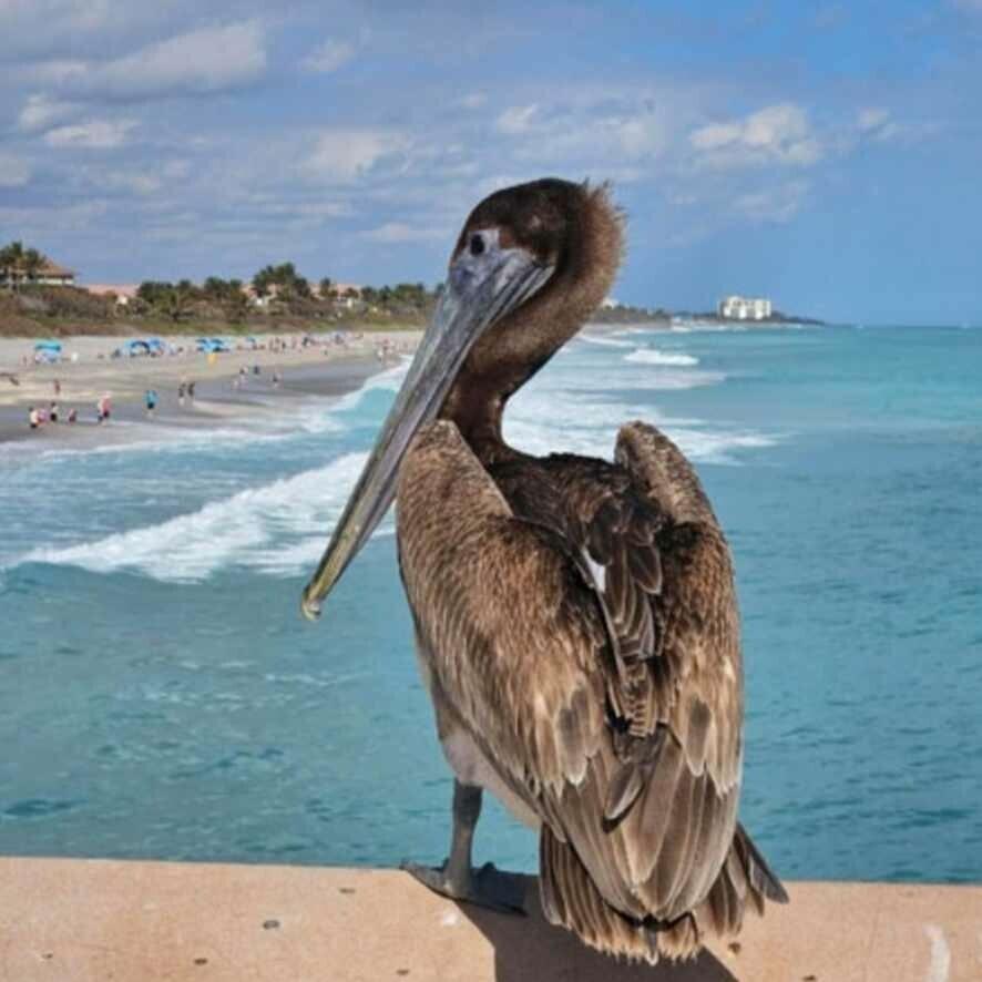 1306 Mainsail Jupiter, FL 33477