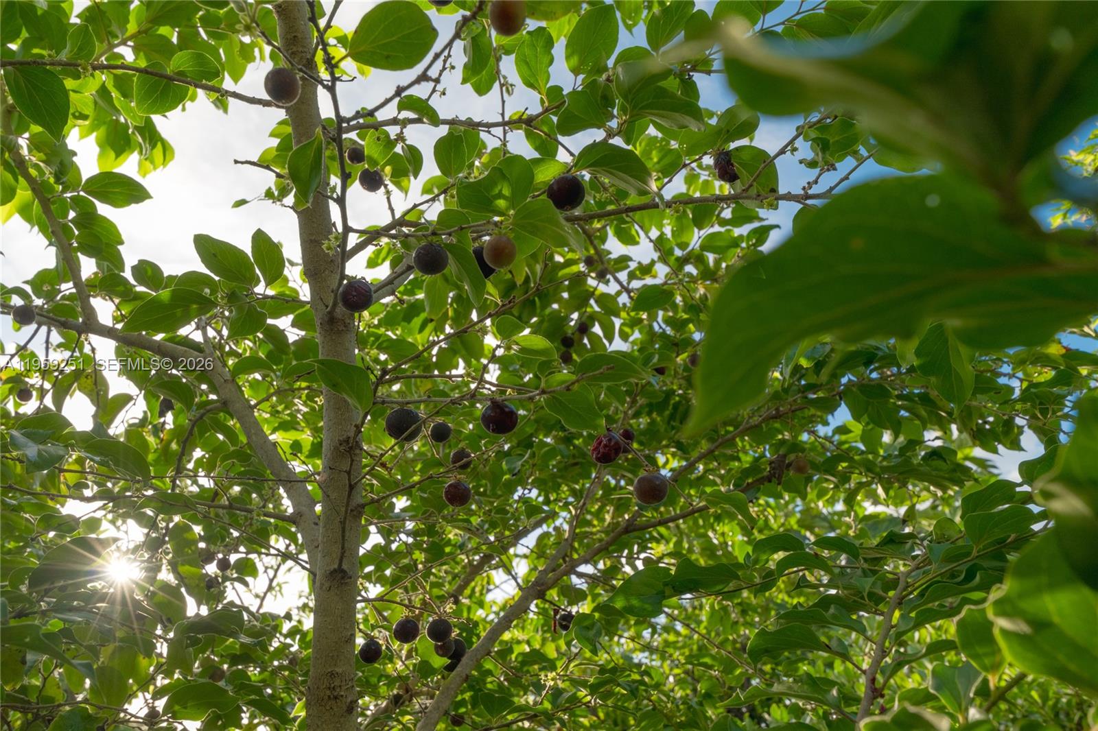 000 8g8f+3v5th El Limón, Dominican Republic 