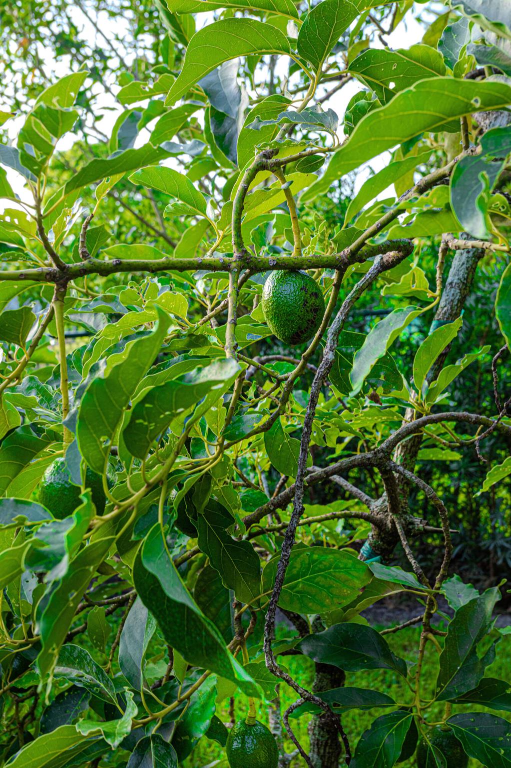 875 NW 120th Ave Plantation, FL 33325