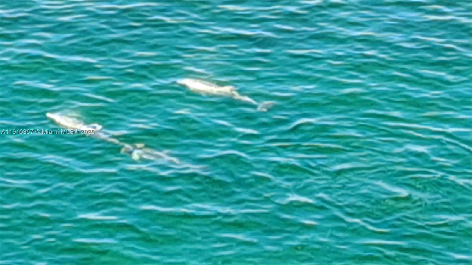 1625 Kennedy Cswy #1103B North Bay Village, FL 33141