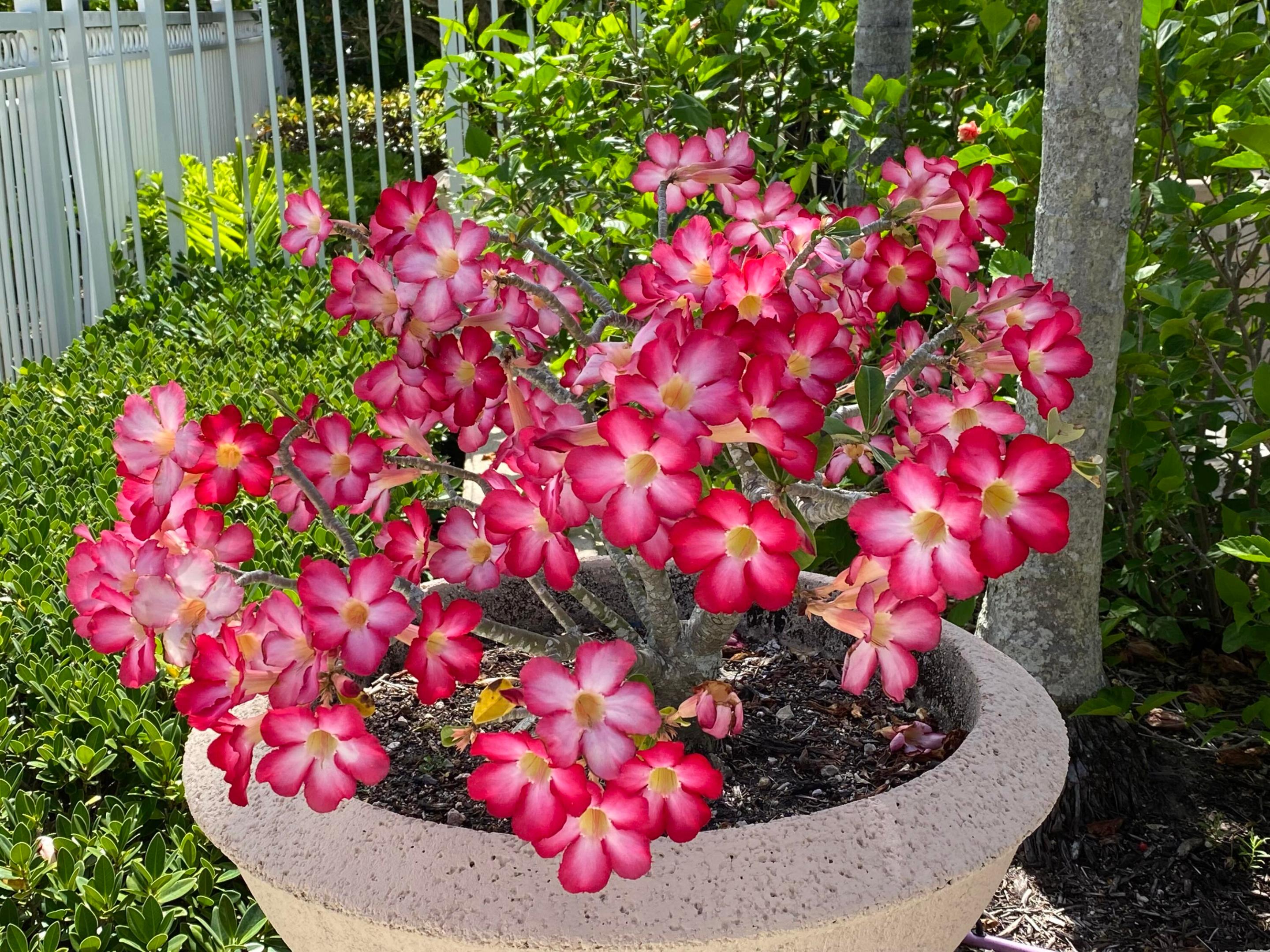 225 Murcia #109 Jupiter, FL 33458