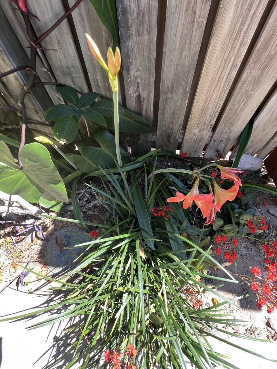 1518 15th Ct Jupiter, FL 33477