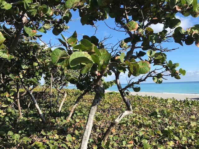 1420 Ocean #29a Jupiter, FL 33477