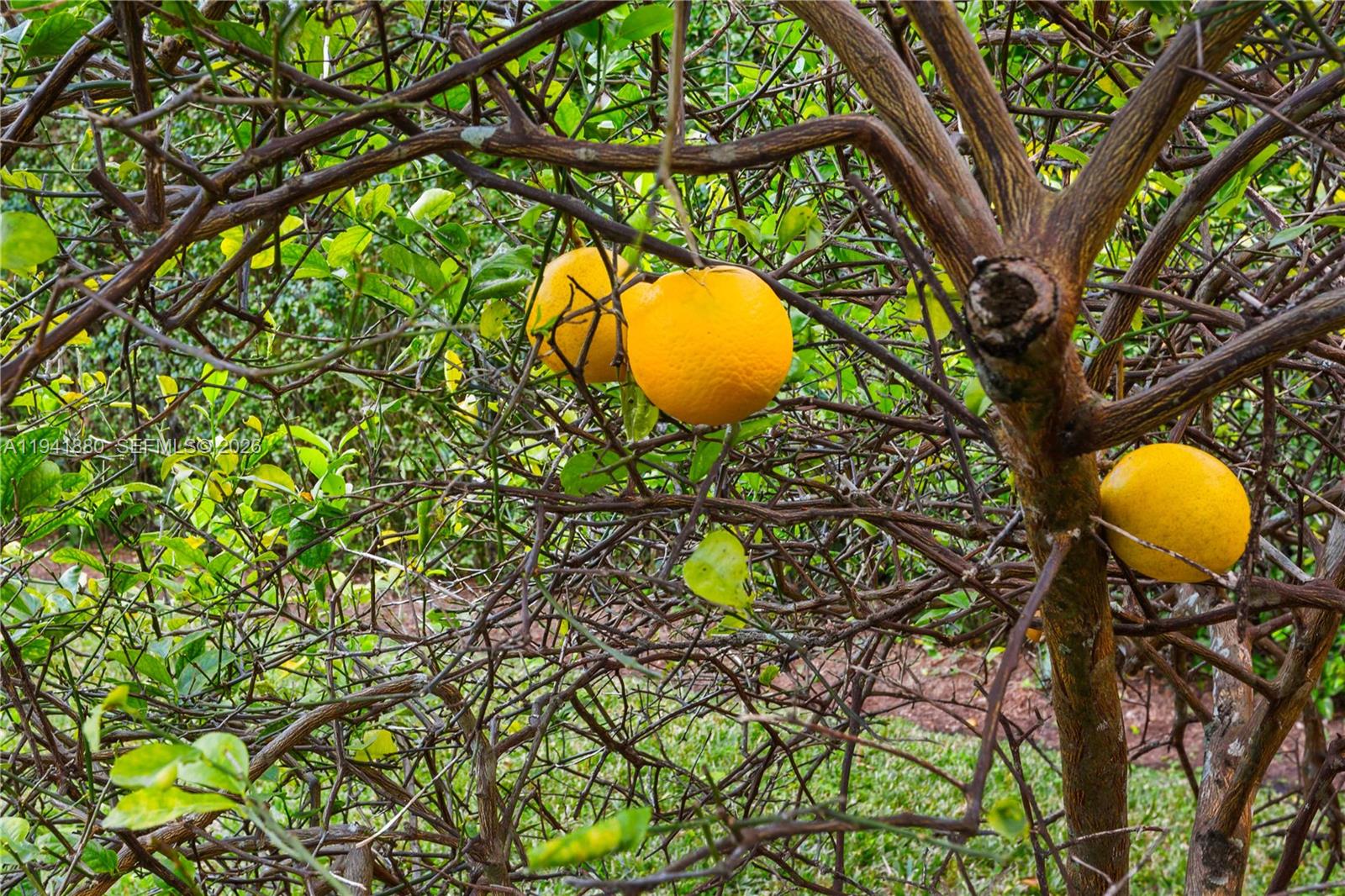 1901 Country Clb Prado Coral Gables, FL 33134