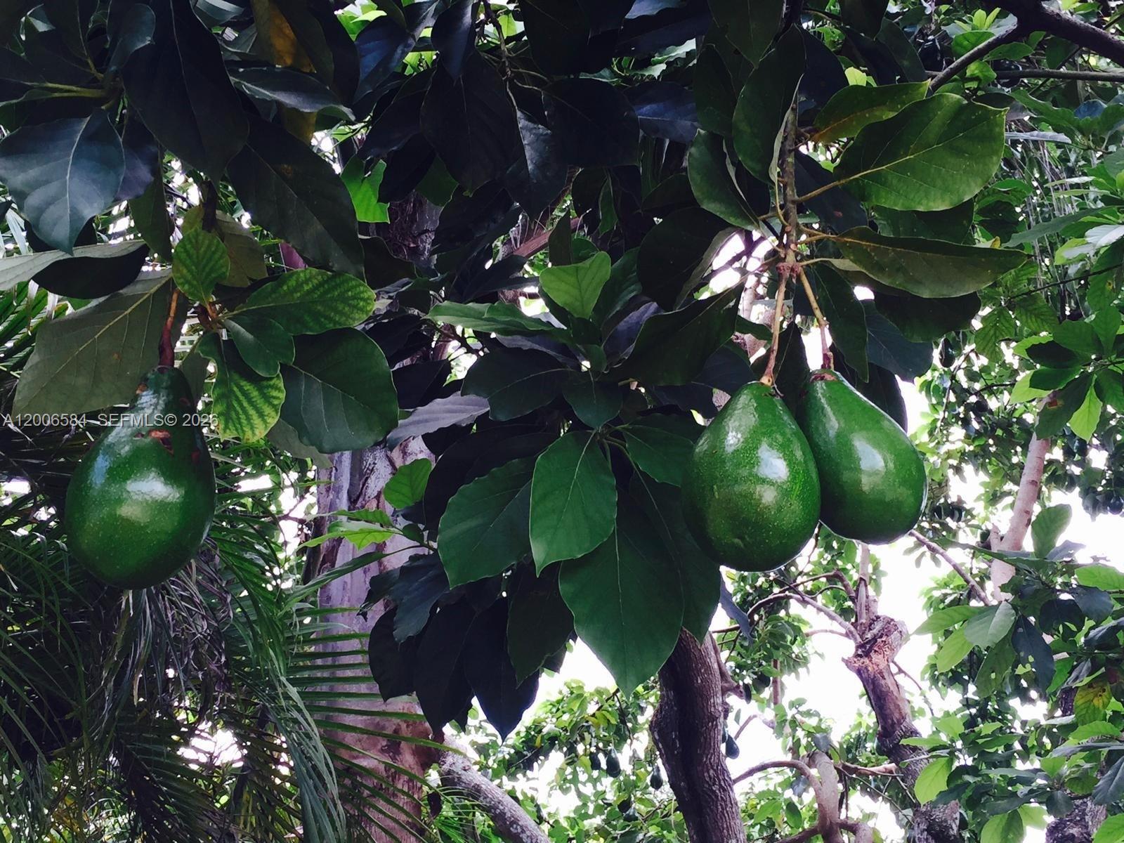 5750 SW 52nd Ter South Miami, FL 33155