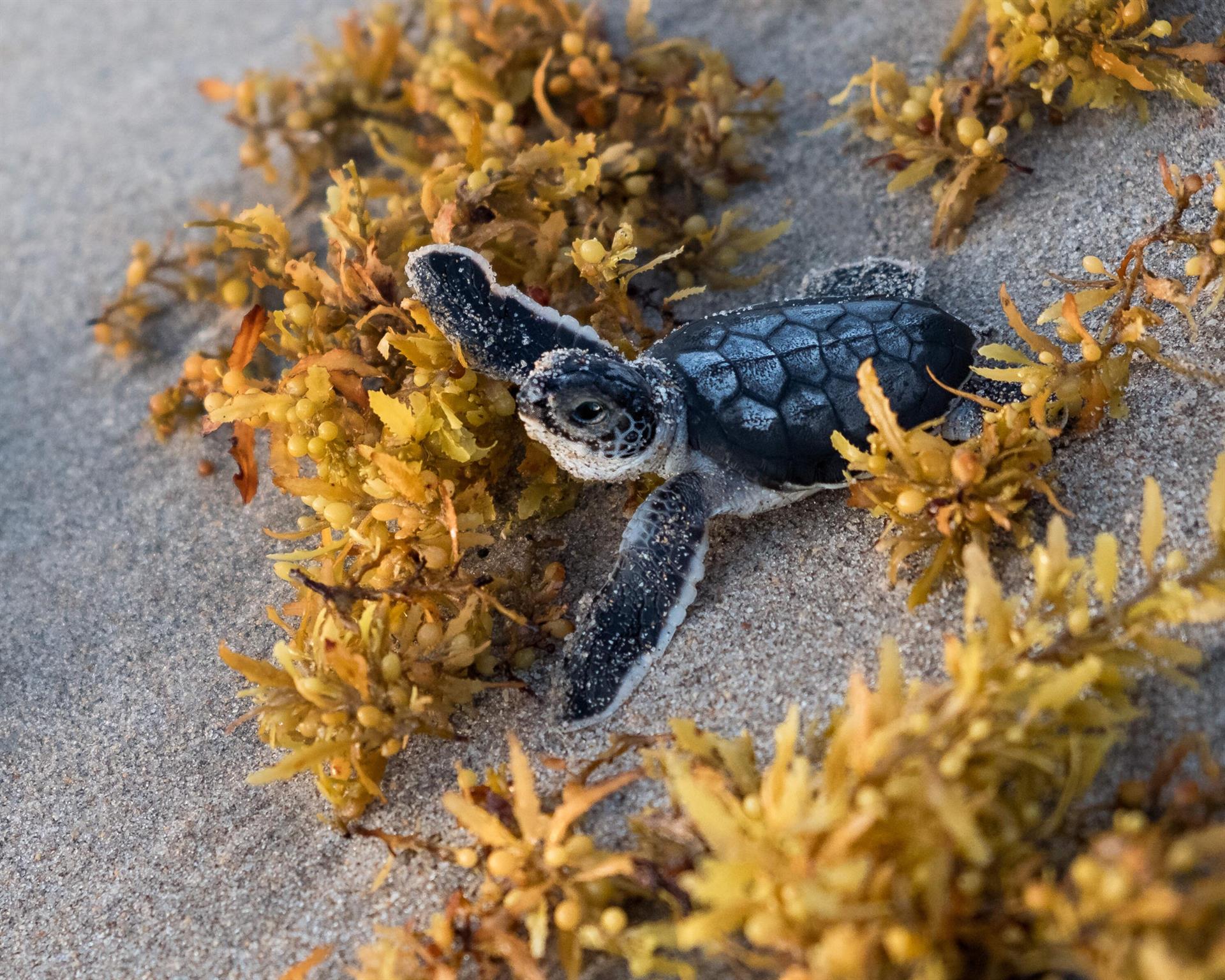 774 Seaview Dr Juno Beach, FL 33408