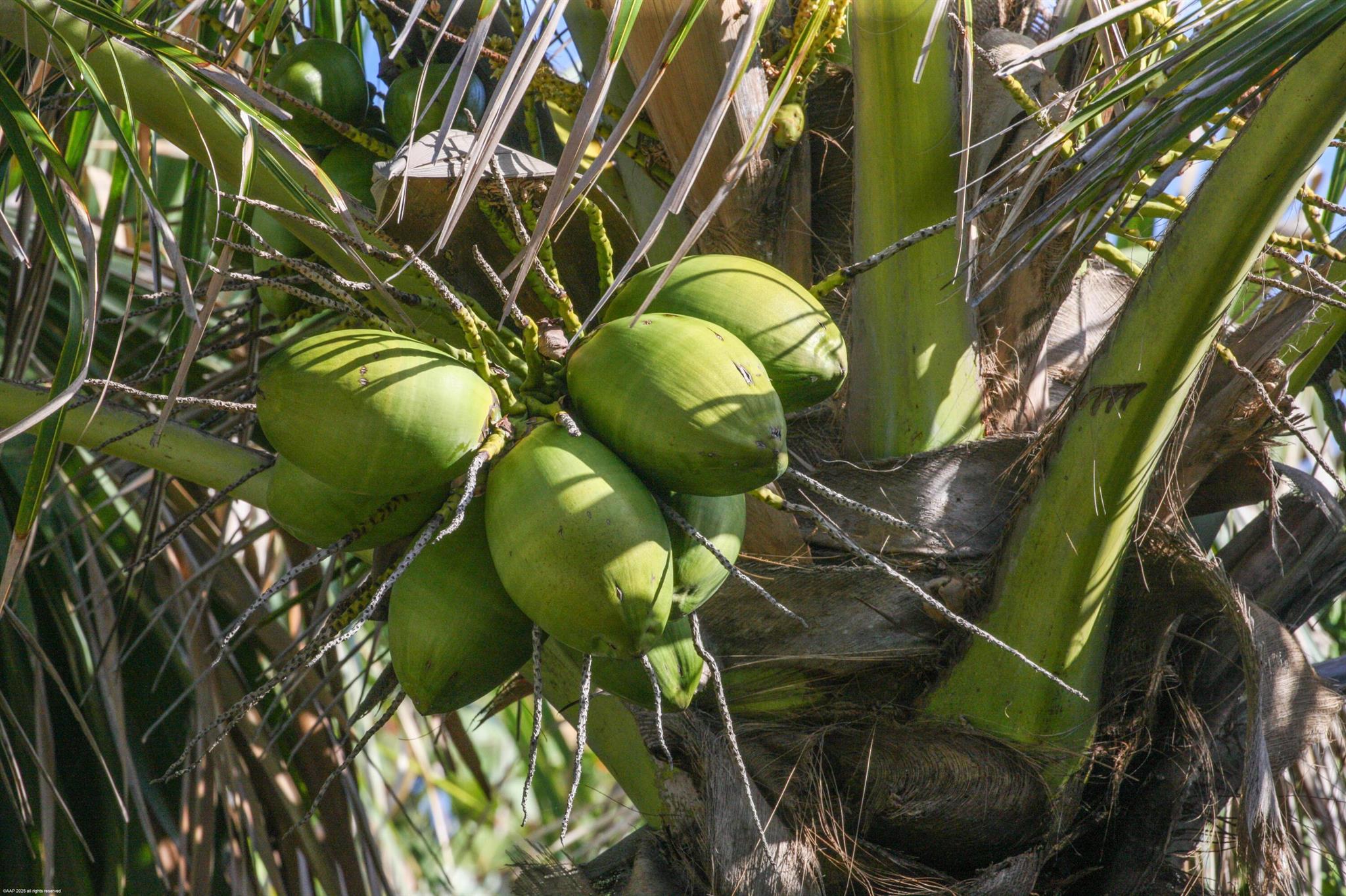 398 S Beach Rd Jupiter Island, FL 33455