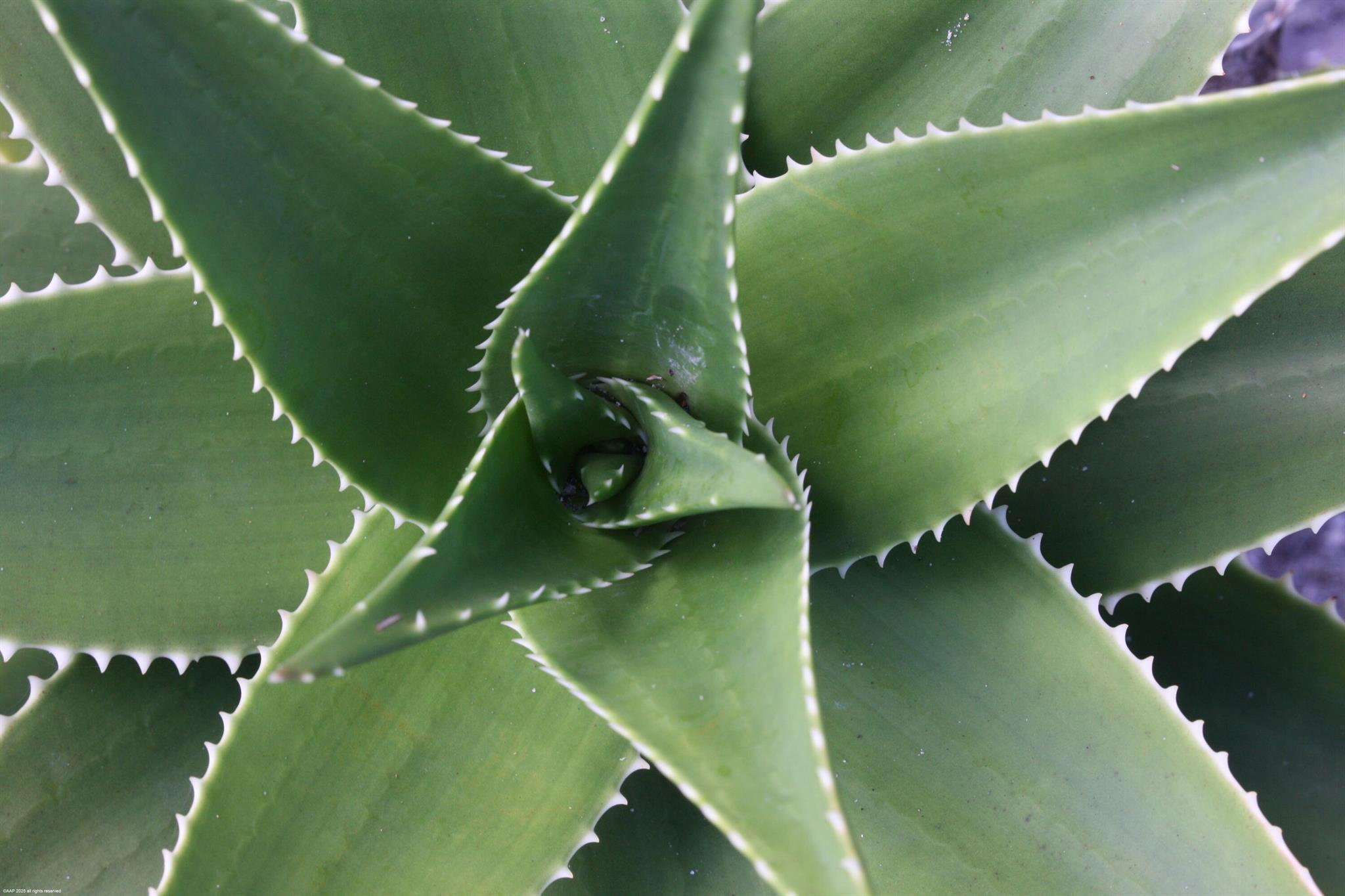 398 S Beach Rd Jupiter Island, FL 33455