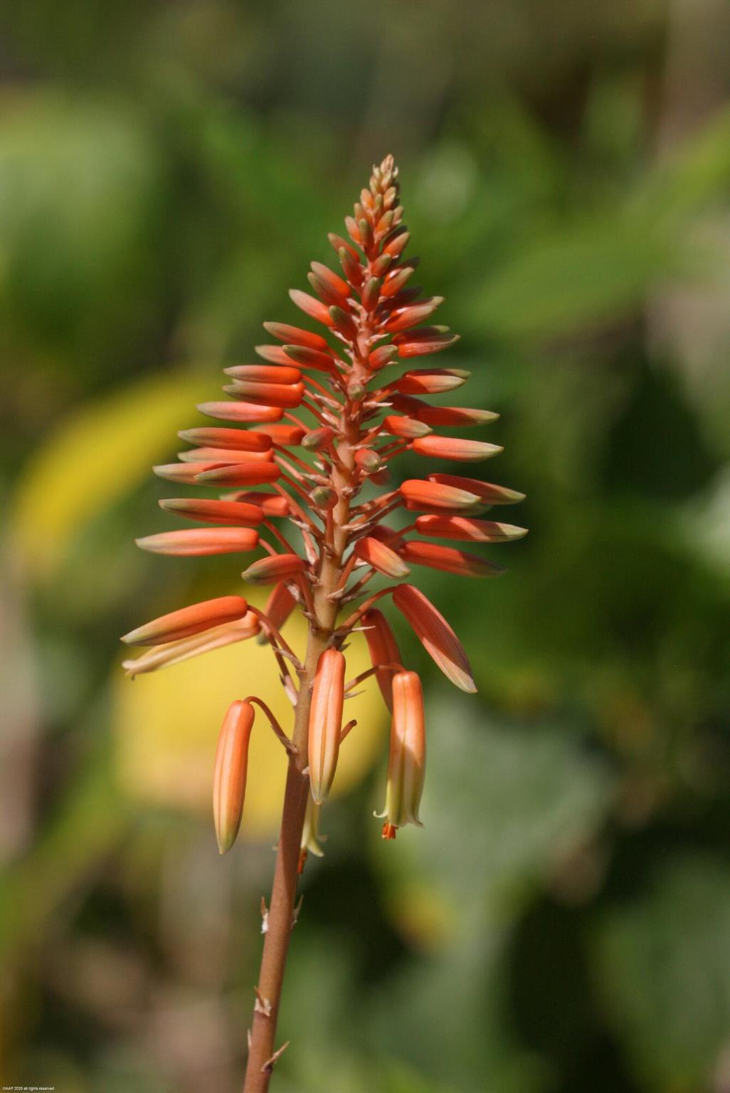 398 S Beach Rd Jupiter Island, FL 33455