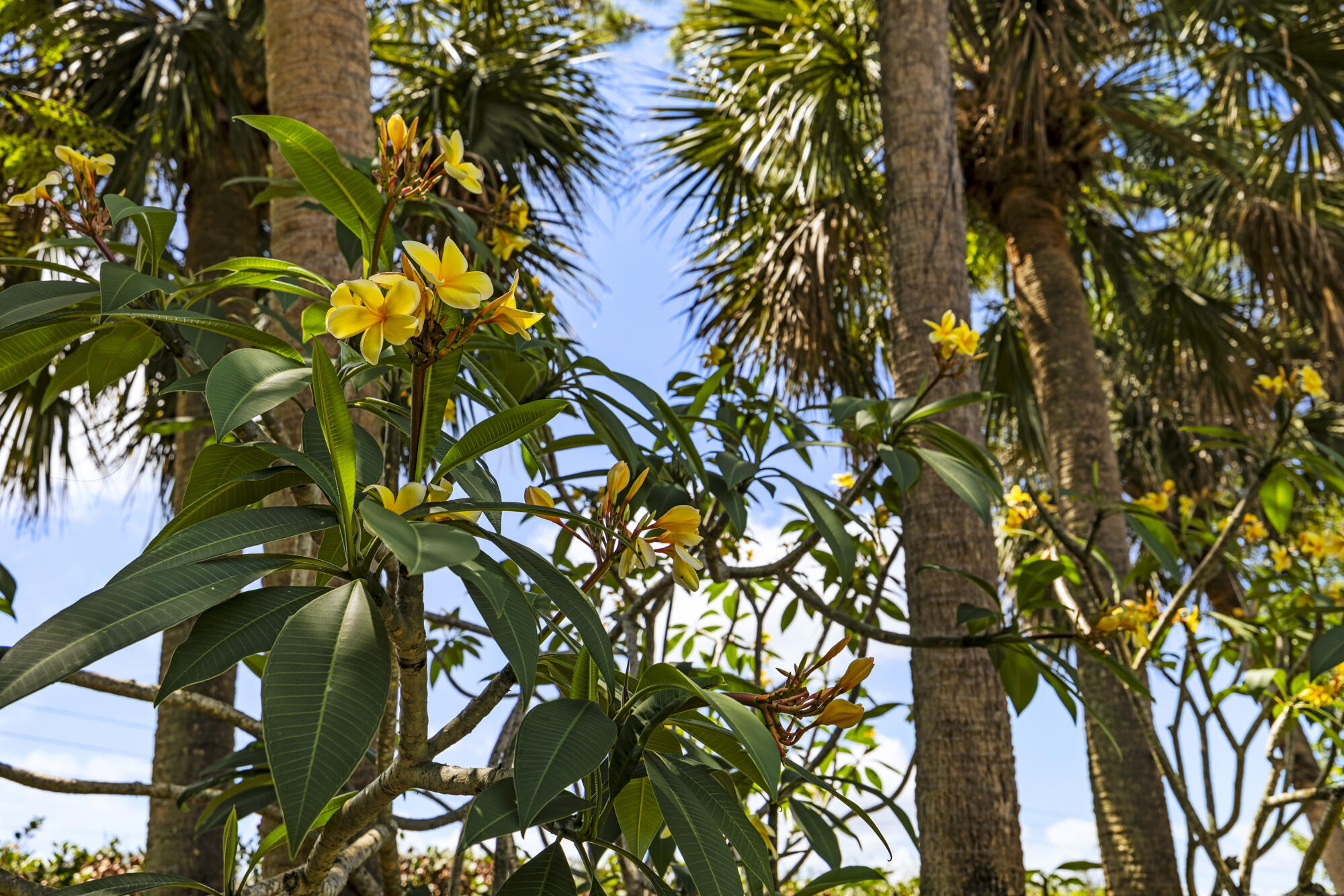 8785 Thousand Pines West Palm Beach, FL 33411